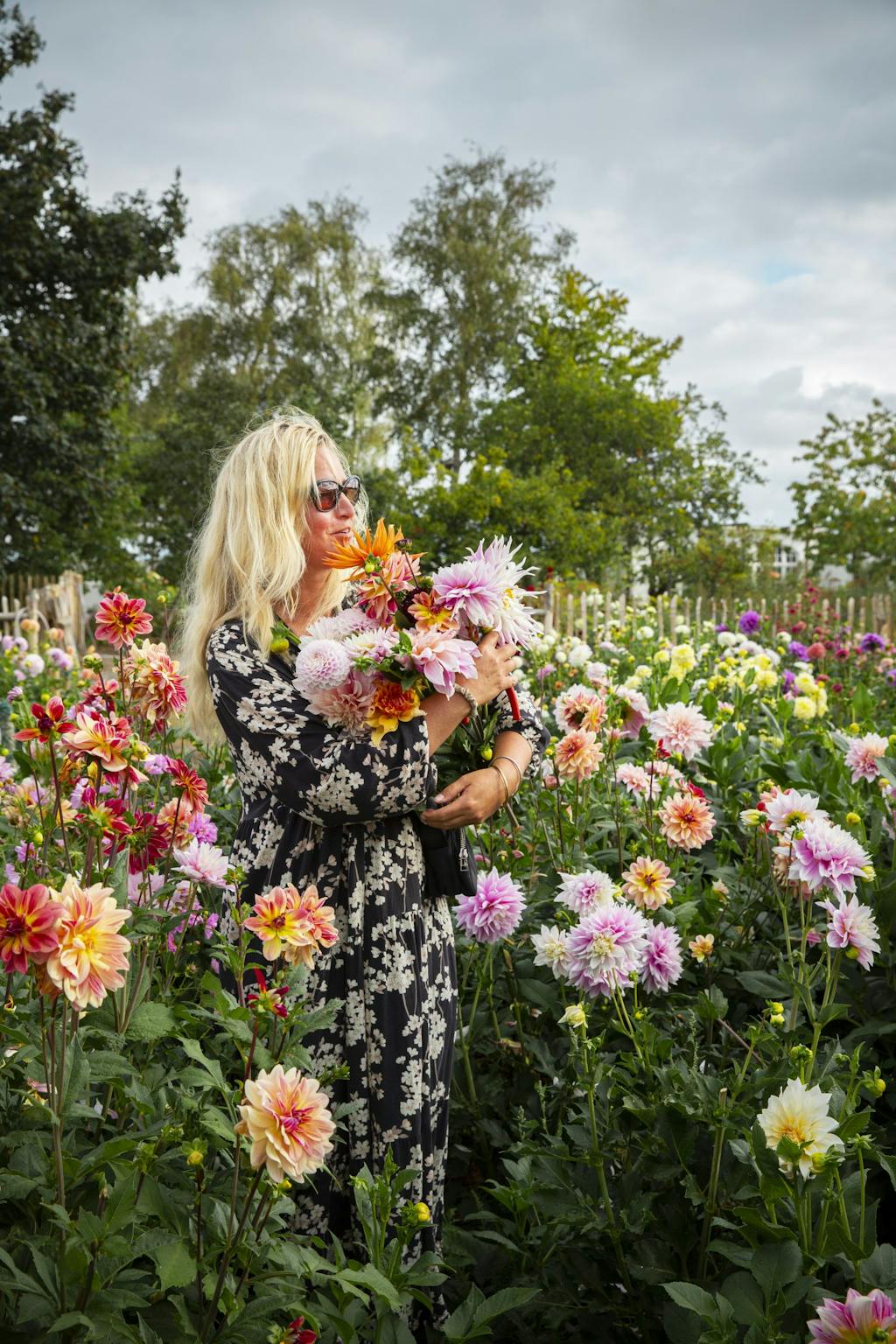 Dahliafarem i Österlen
