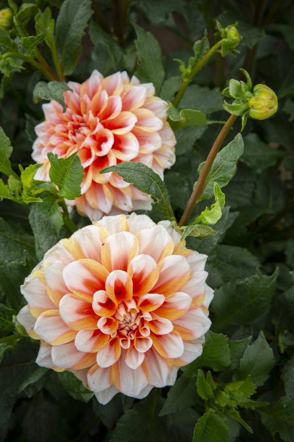 Dahliafarem i Österlen