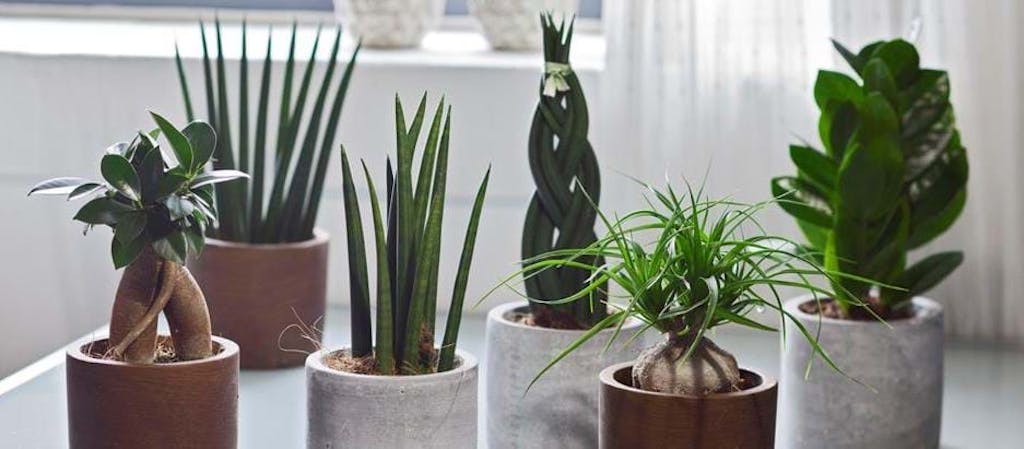 Potteplanter ramt af sørgemyg