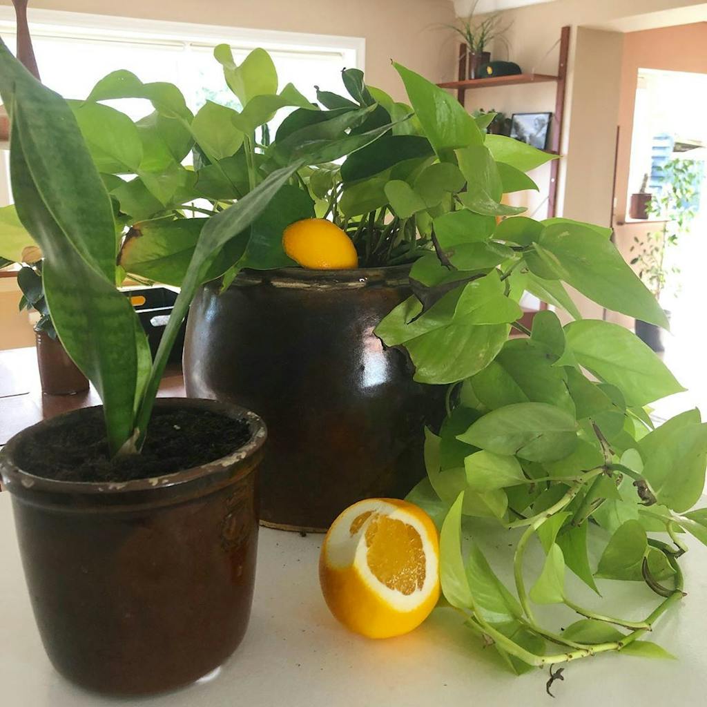 bekæmpelse af sørgemyg med appelsinskal