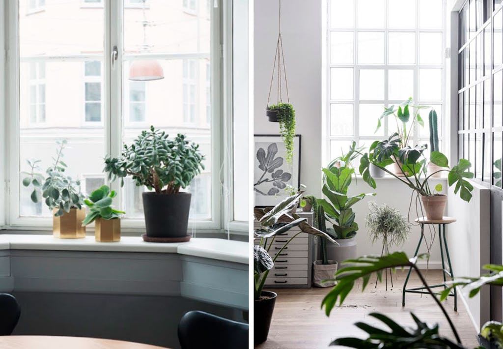 Skræm fluer væk fra planter