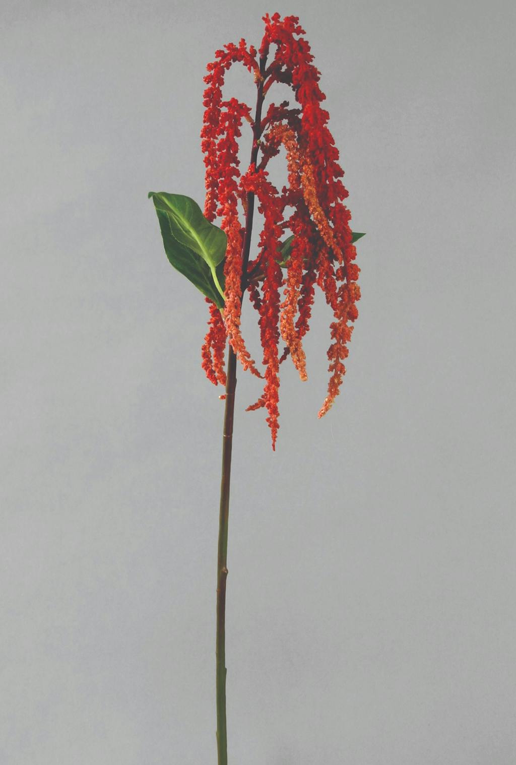 Kunstig Amaranthus stilk Kunstig Amaranthus stilk