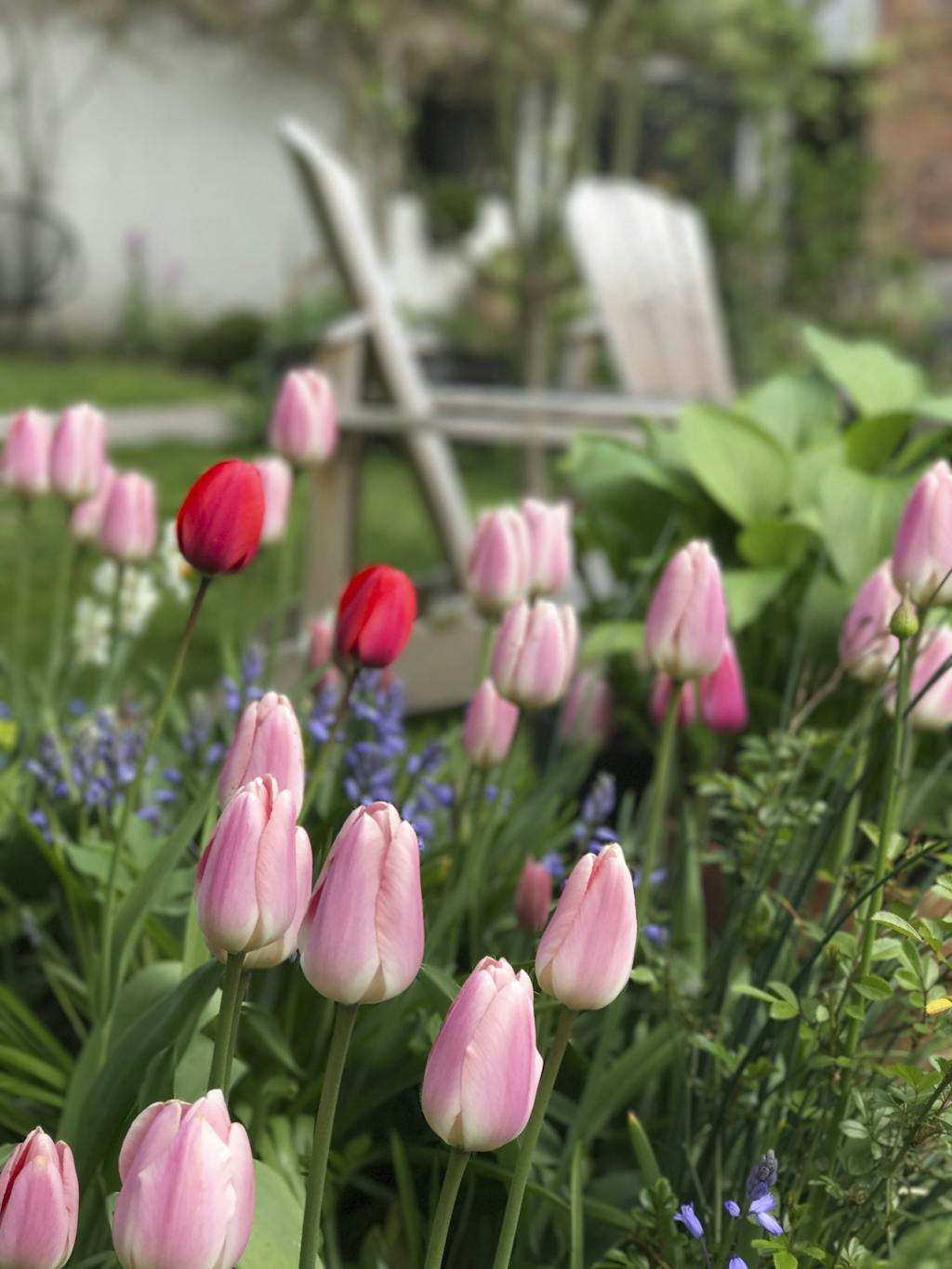 tulipaner i haven tulipaner i haven