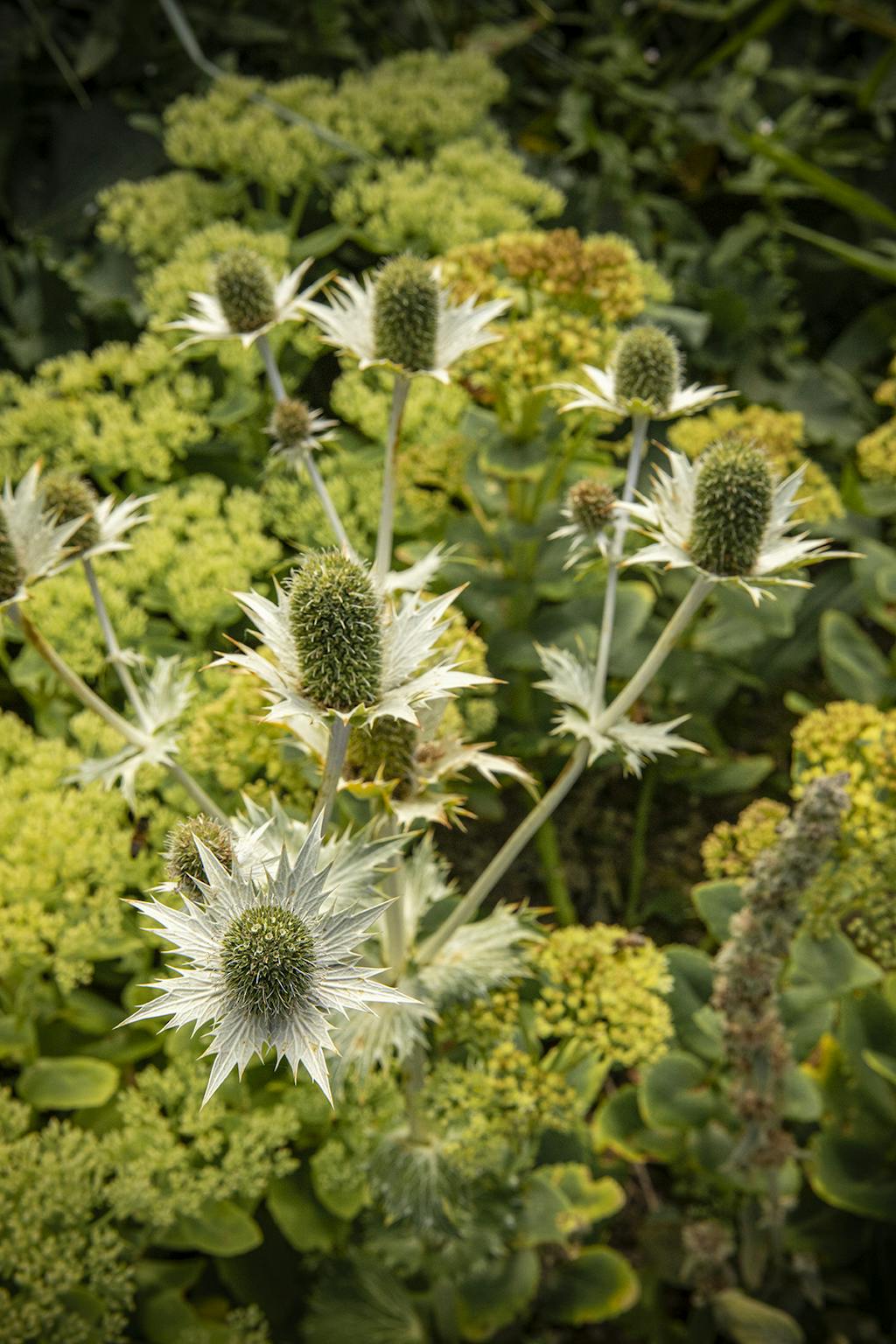 ‘Silver Ghost’ (Eryngium)