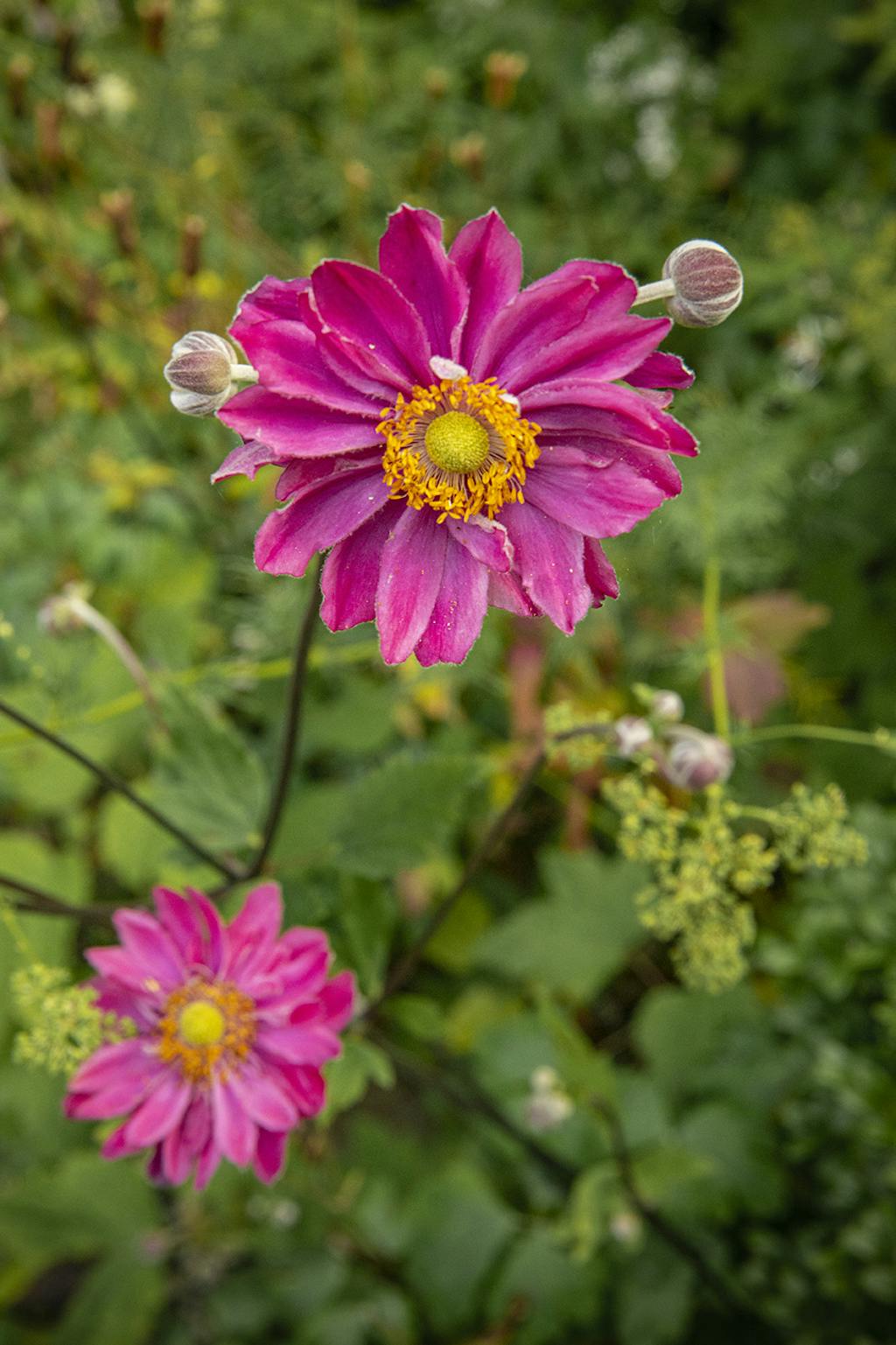 Anemona hybrida ‘Pamina’