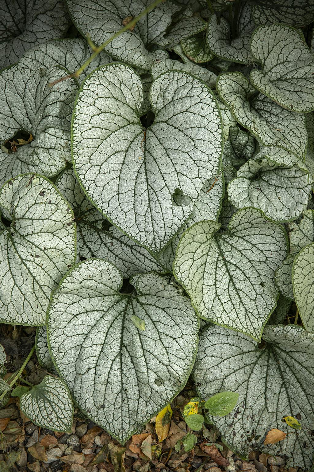 Brunnera macrophylla ‘Jack Frost