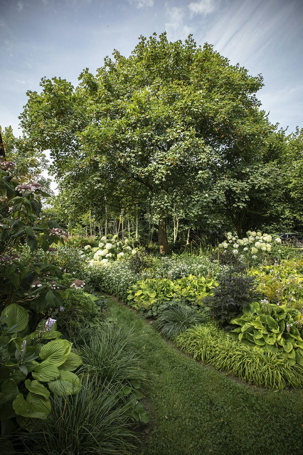 Hortenisia lang stien