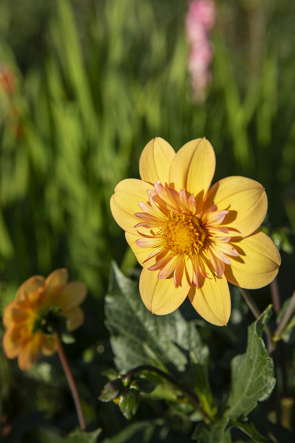 Dahlia ‘Kelsey Annie Joy’ Dahlia ‘Kelsey Annie Joy’