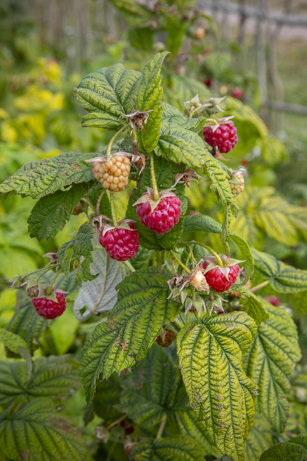 ‘Autumn Bliss’ hindebær ‘Autumn Bliss’ hindebær