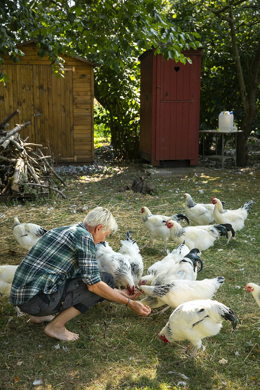 Høns af racen Lys Sussex Høns af racen Lys Sussex