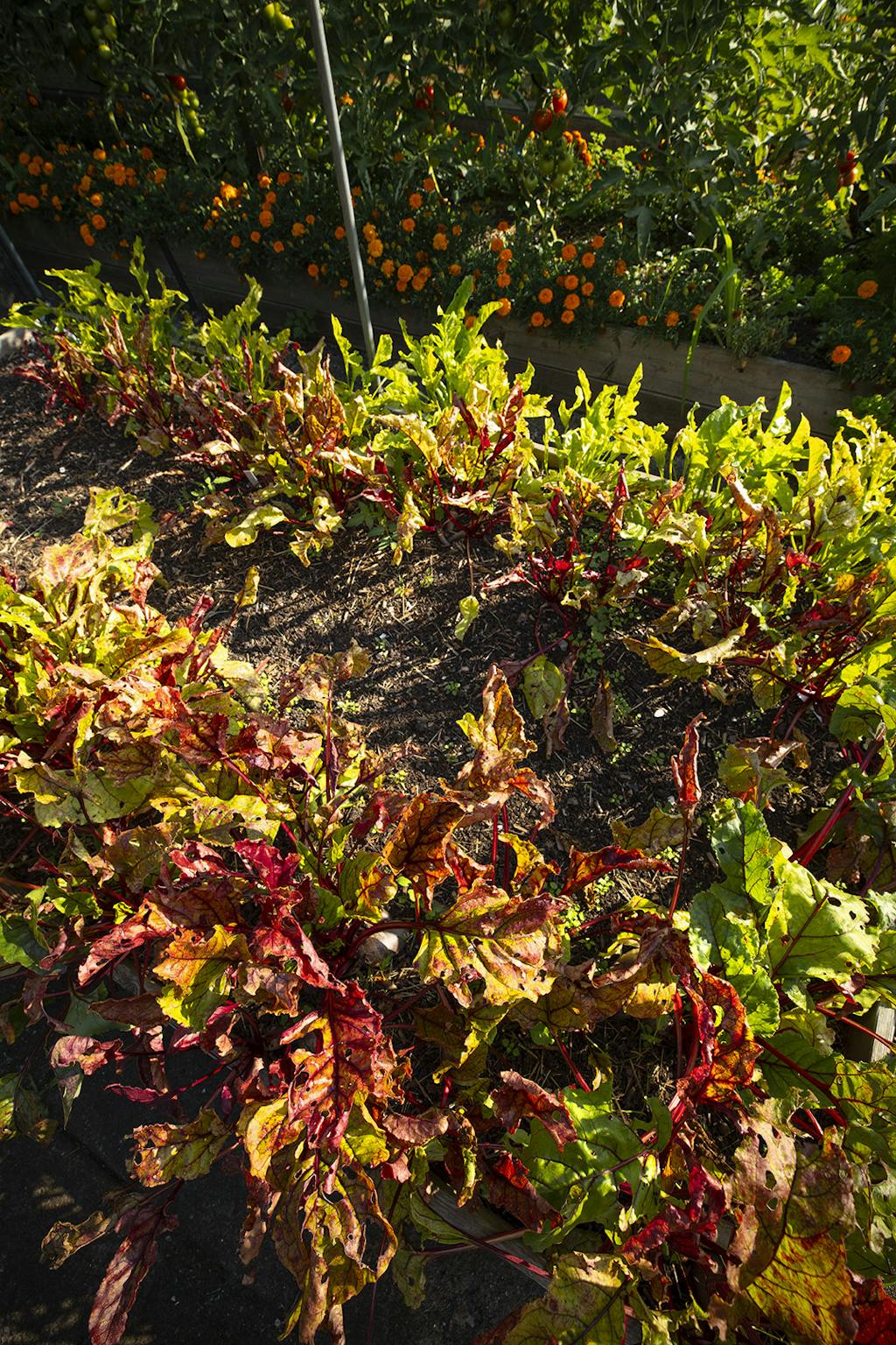 Inspiration til haven