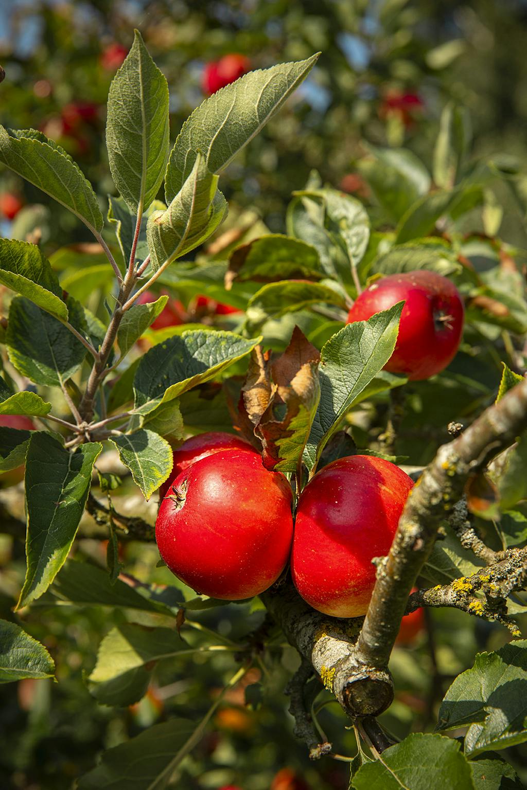 Æblet ‘Discovery’ i haven