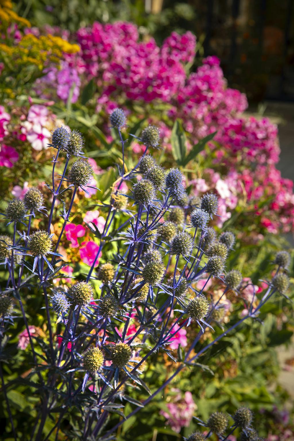 Høstfloks (Phlox paniculata) og blå mandstro (Eryngium Zabelii ‘Big Blue’)