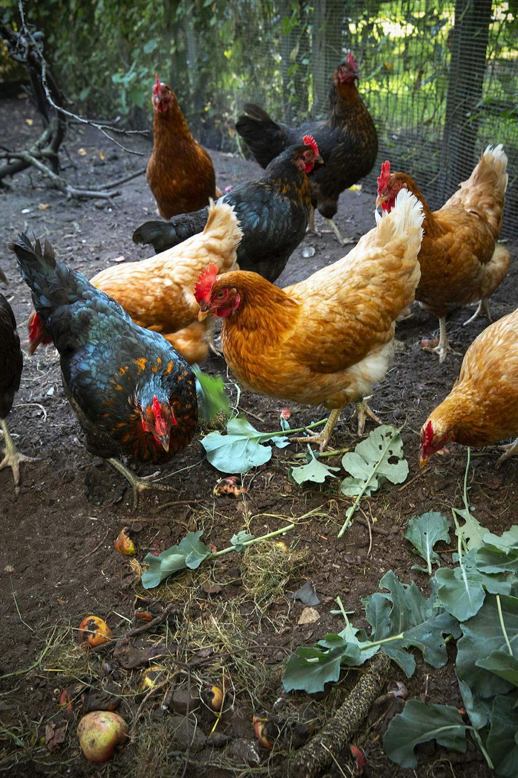 Høns i haven
