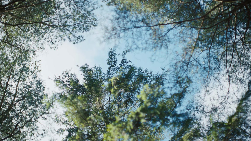 Volvo - Inspired by nature