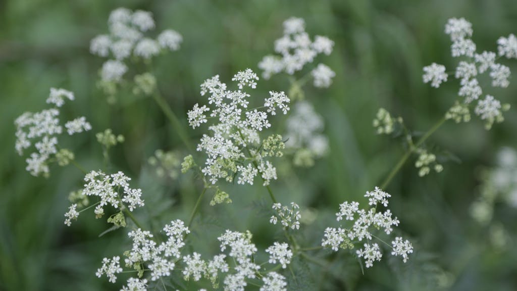 Blomster du kan spise Hvilke blomster kan du spise?