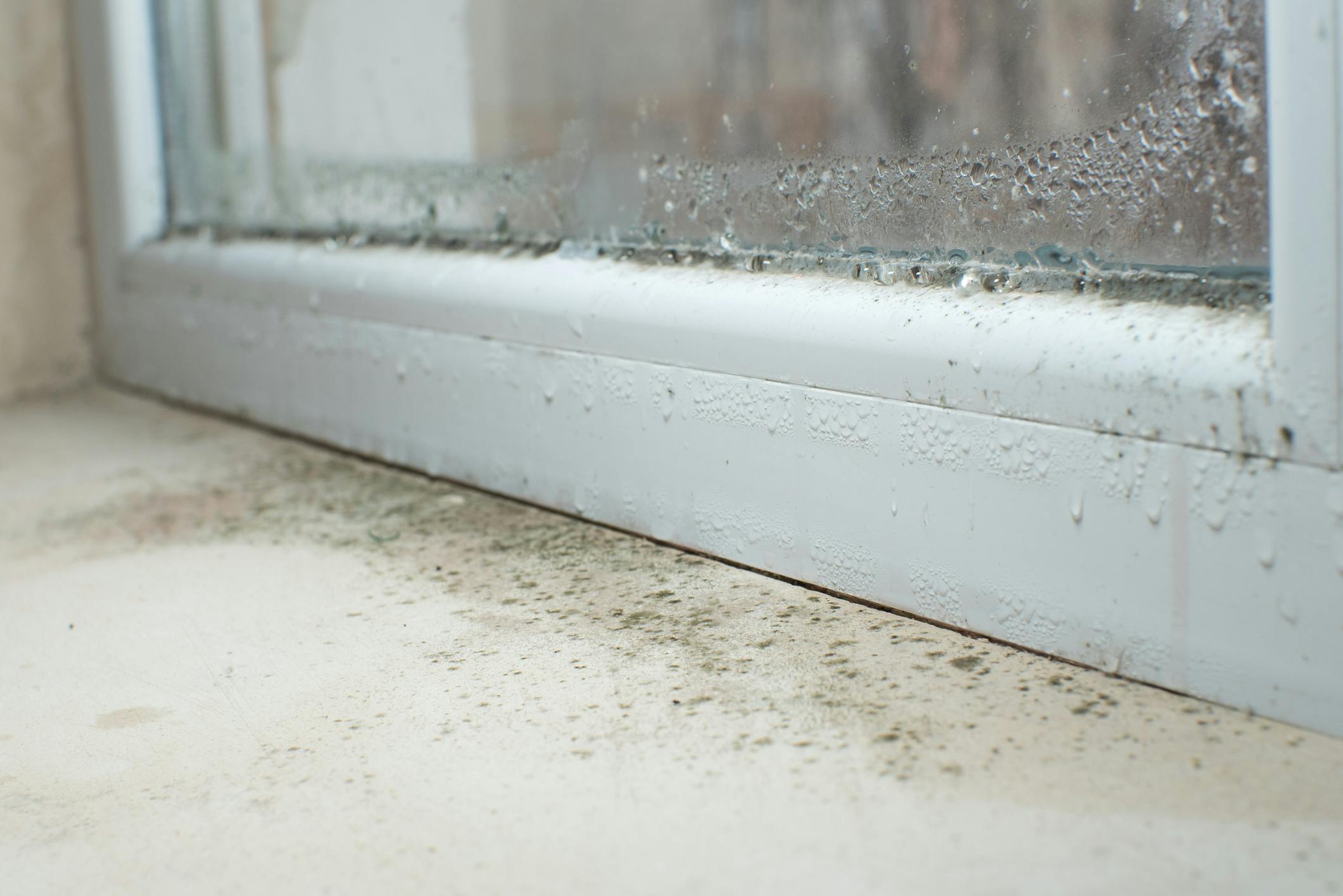 Black mold fungus growing on windowsill. Dampness problem concept. Condensation on the window. Tip til at rengøre kondens
