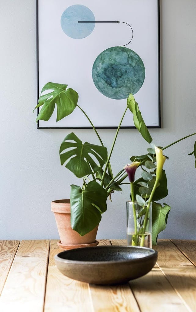 Monstera hjelp