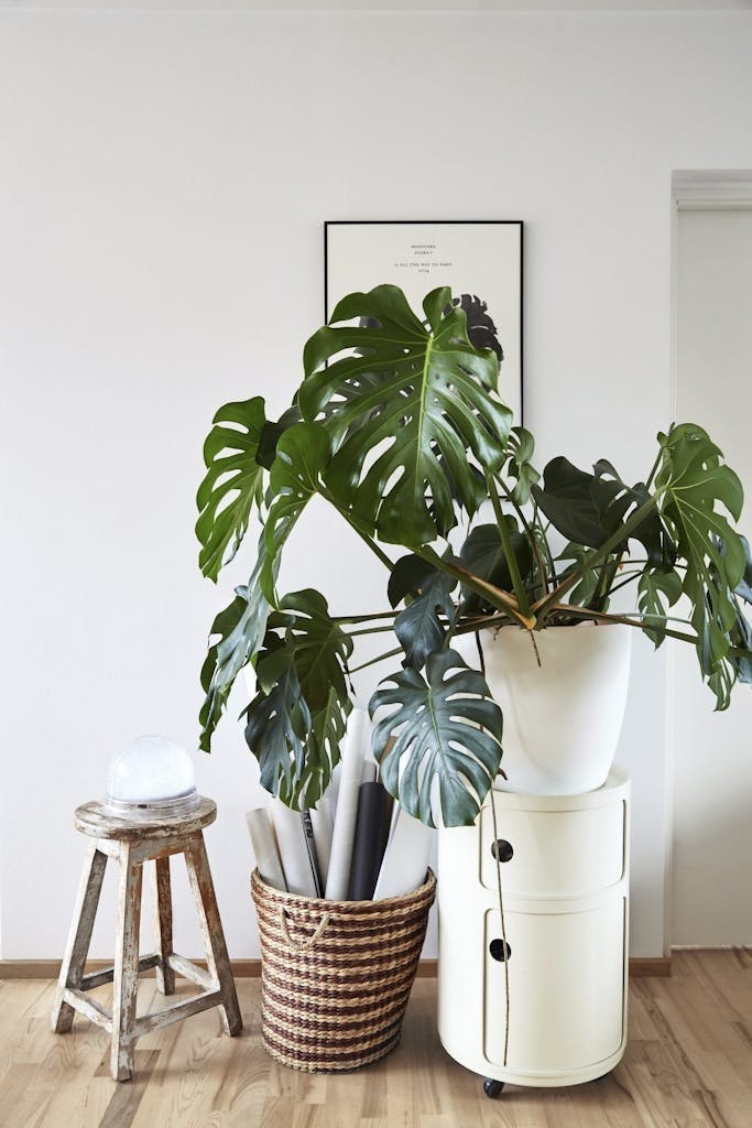 Monstera tips