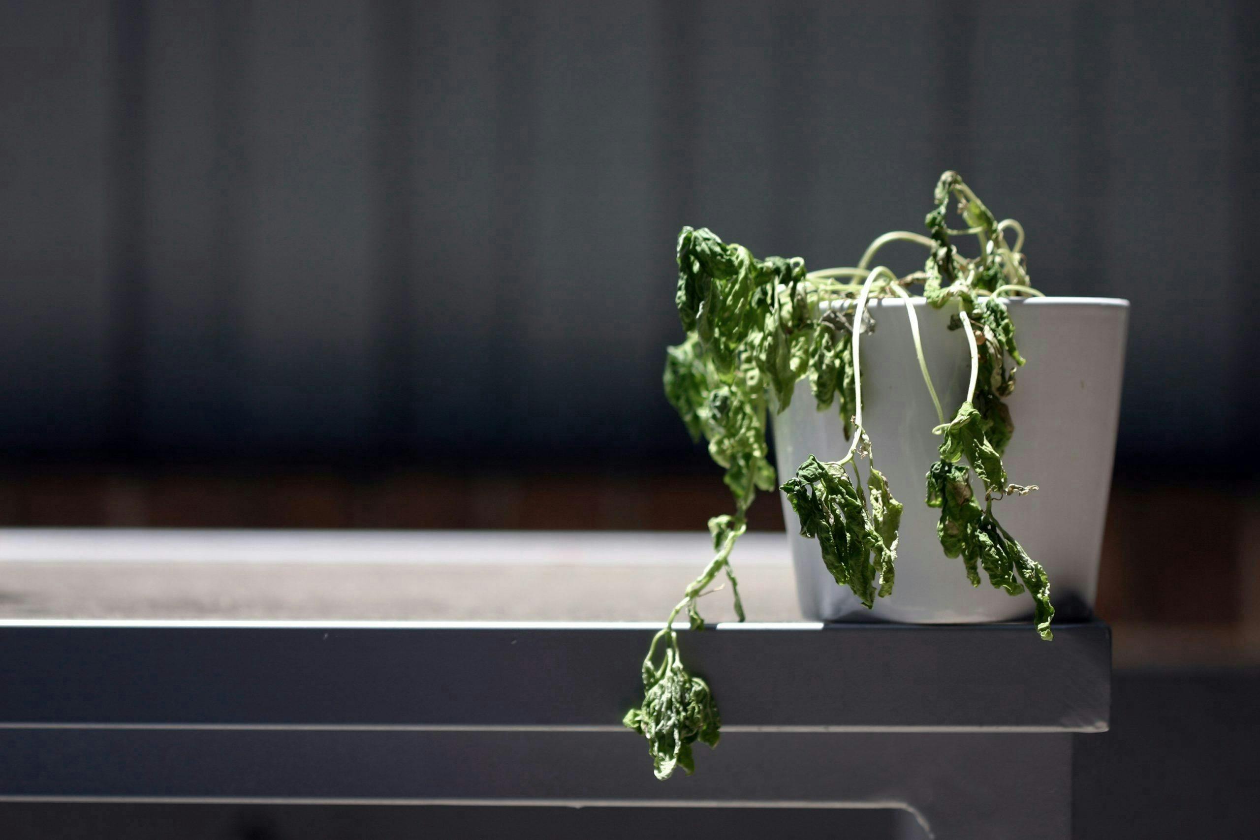 Slik redder du halvdøde planter