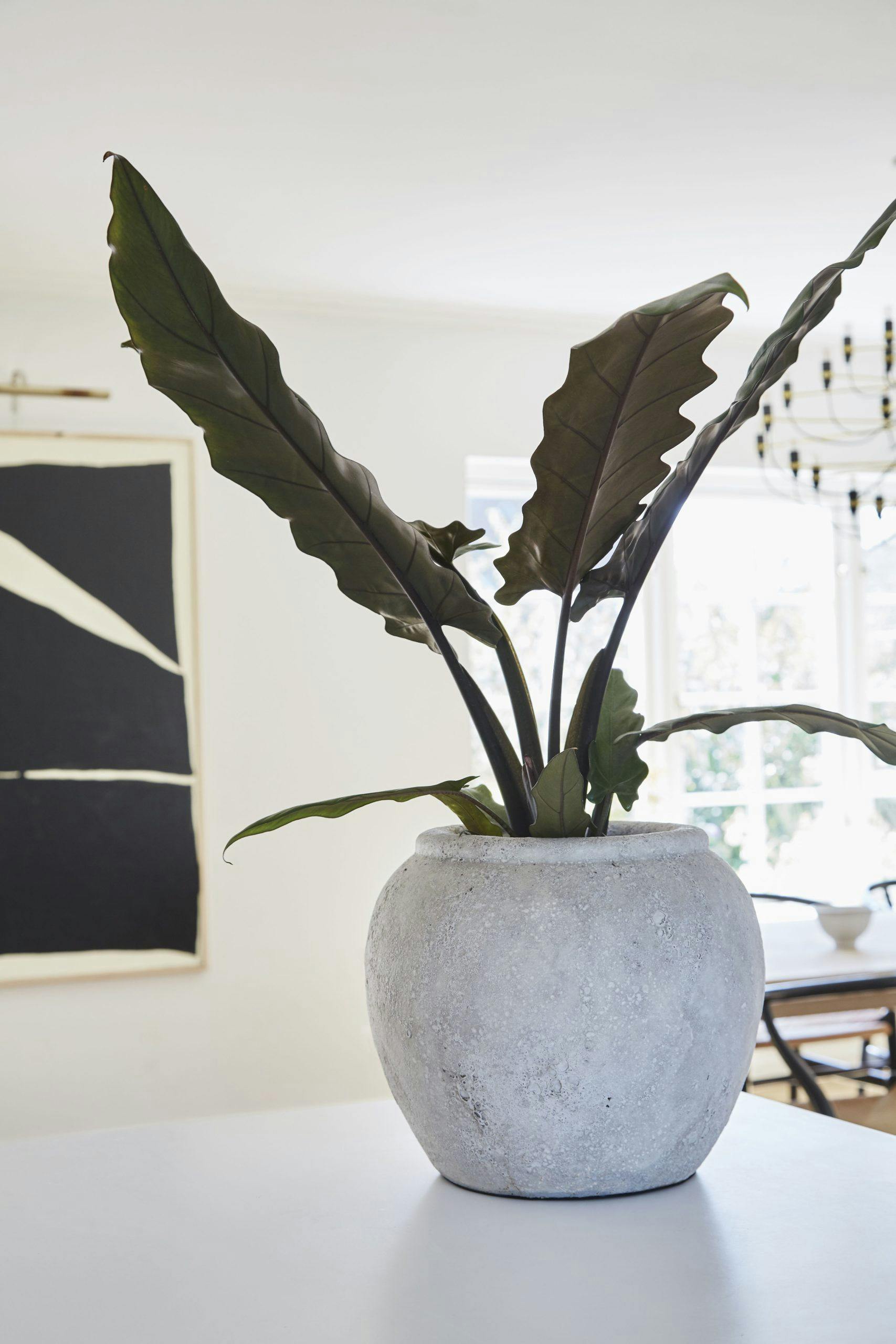 astridbom210413  xWMSH2FMI1YCWT Urtepotte i betong fra Muubs