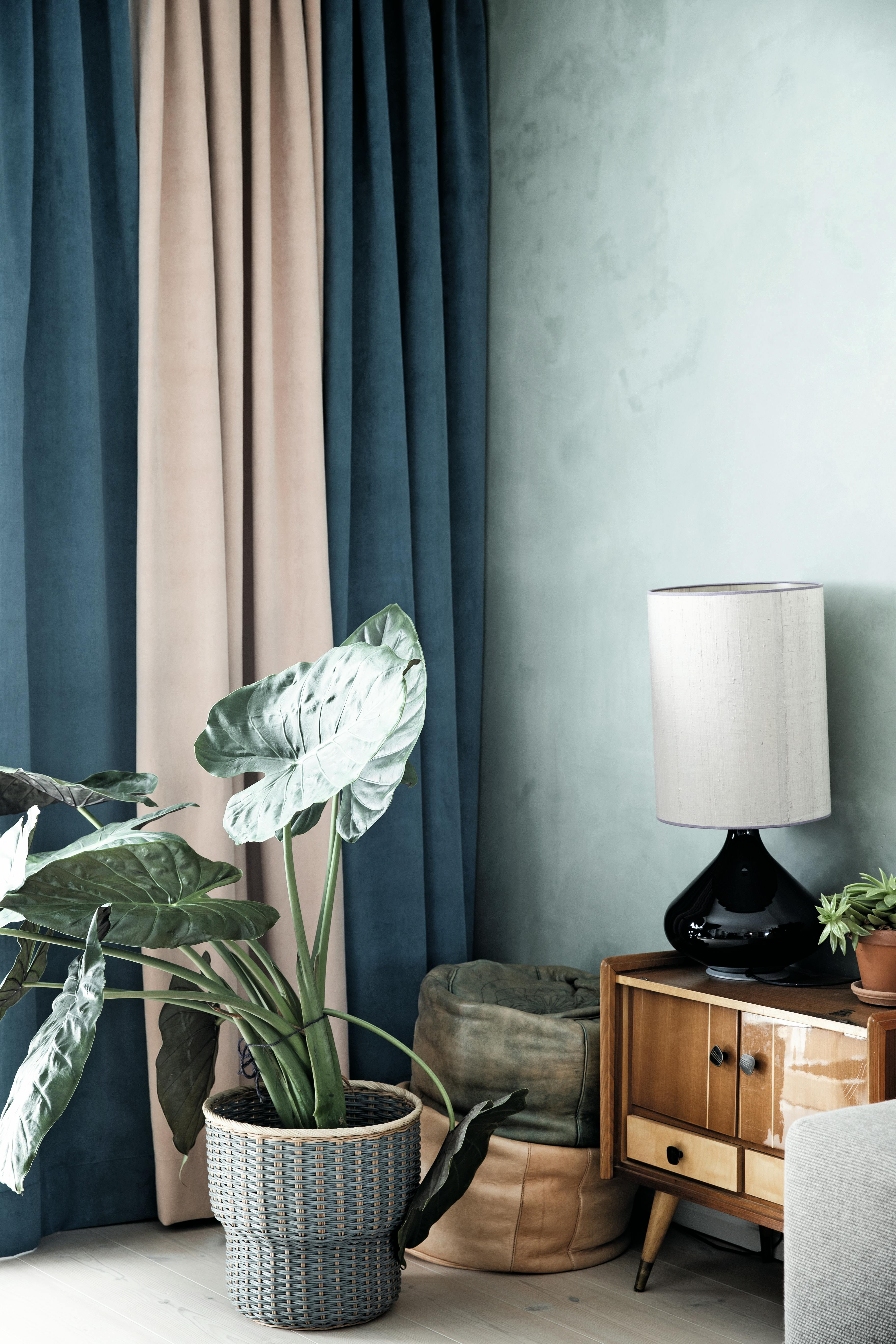 blå vegg og potteplanter