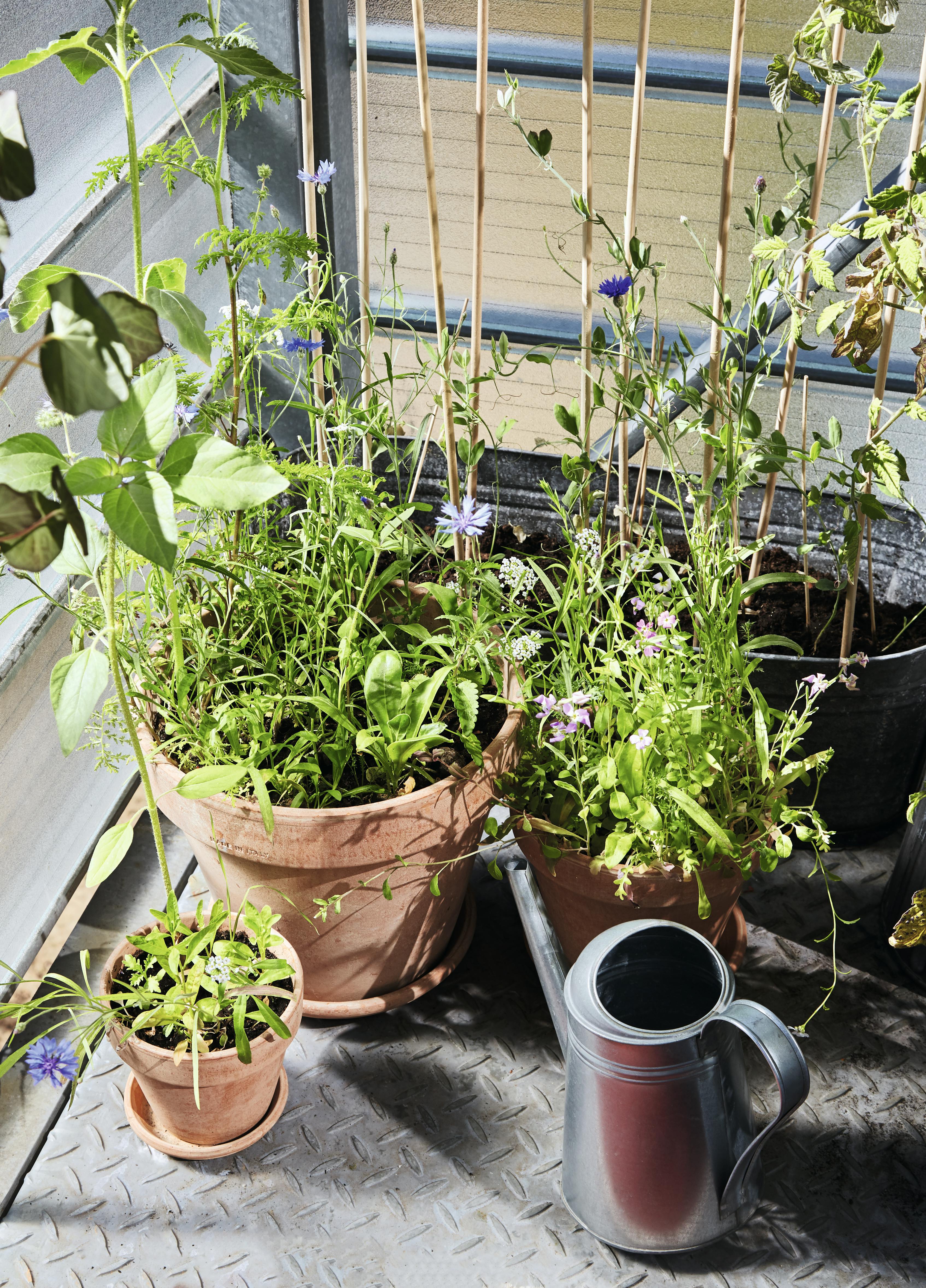 Så blomster på verandaen 