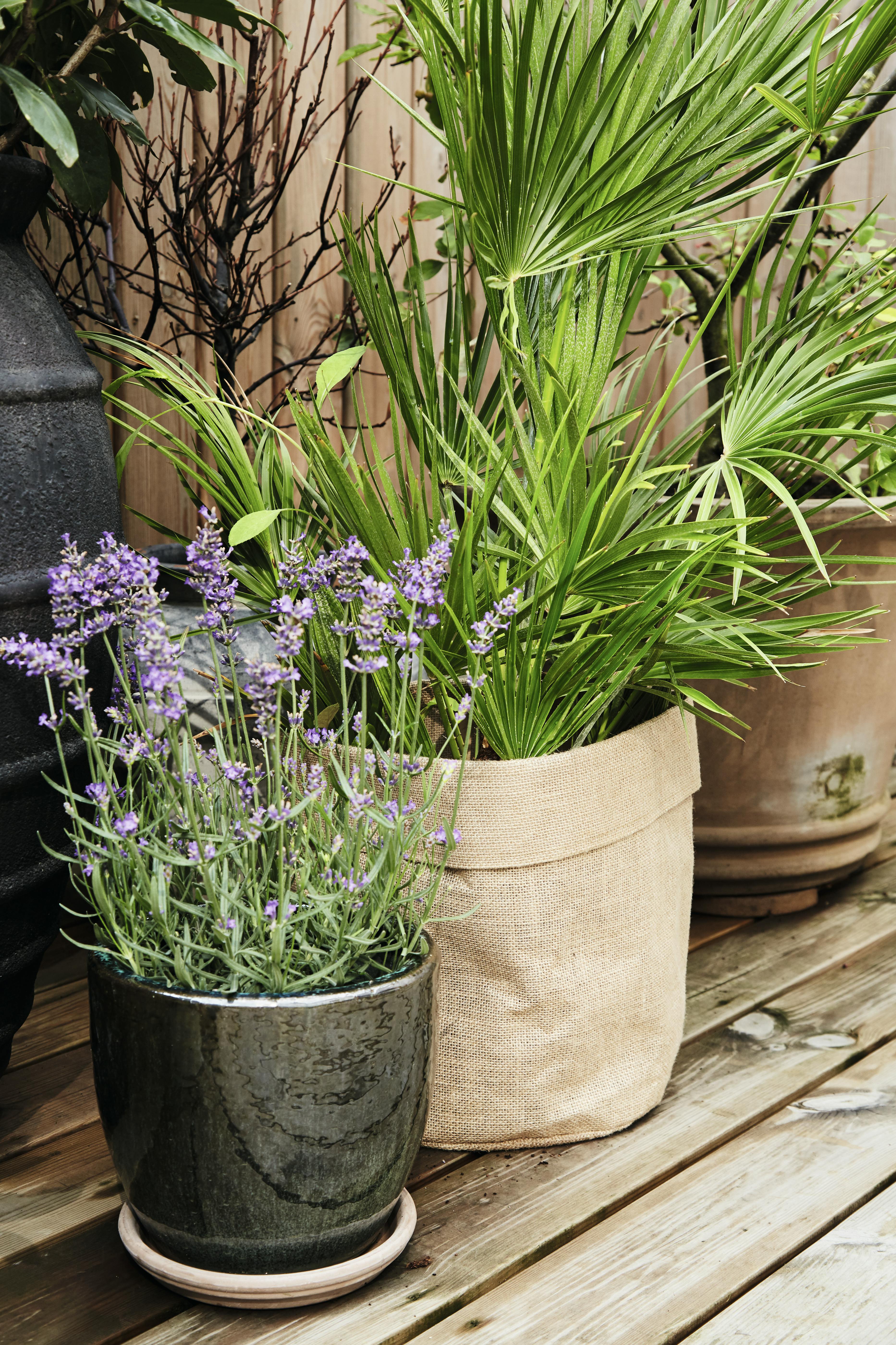 forvandlet storbyhagen sin til en eksklusiv frodig oase 