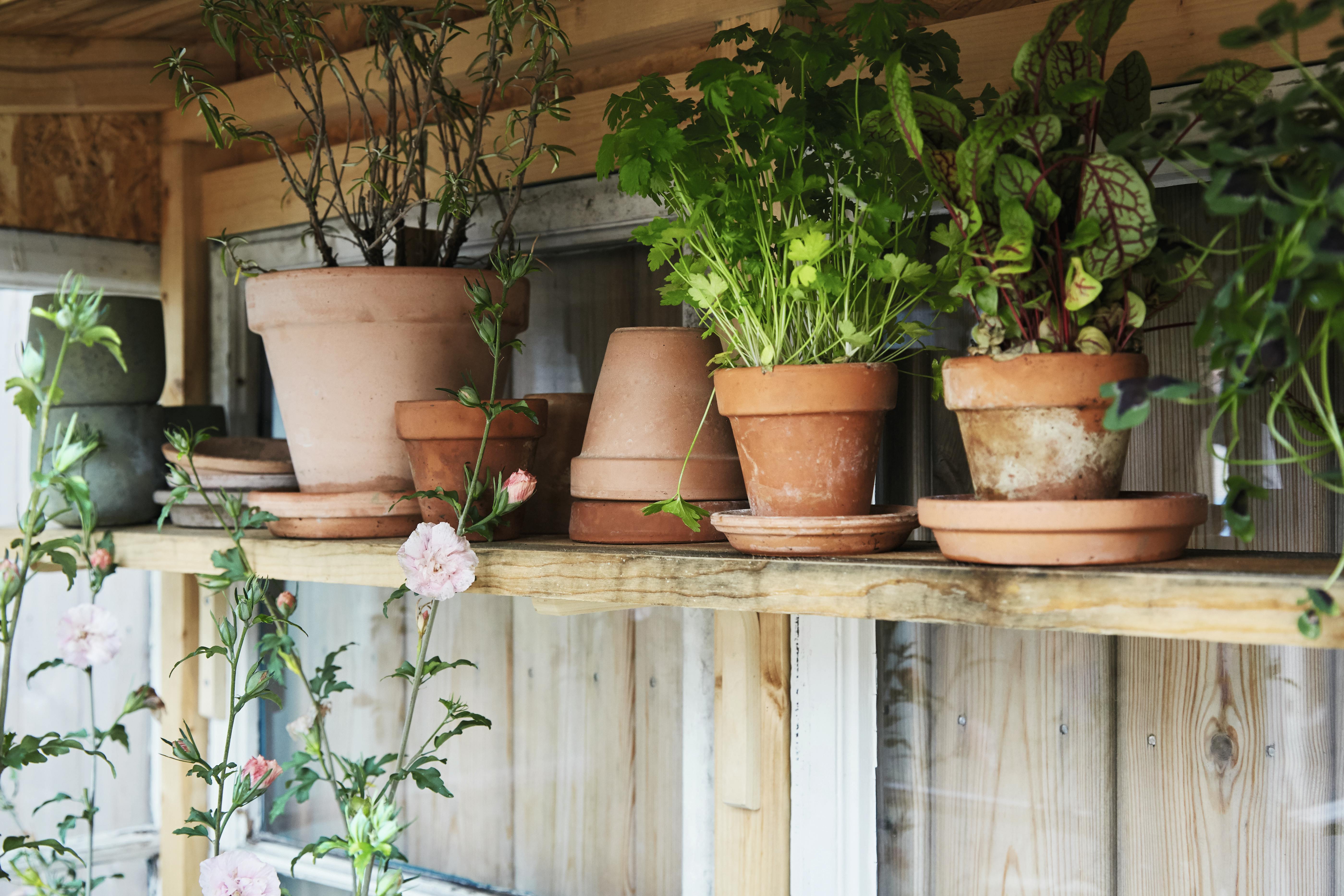 forvandlet storbyhagen sin til en eksklusiv frodig oase 