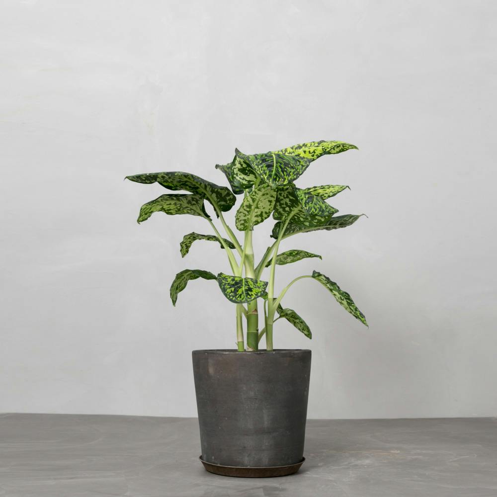 Dieffenbachia