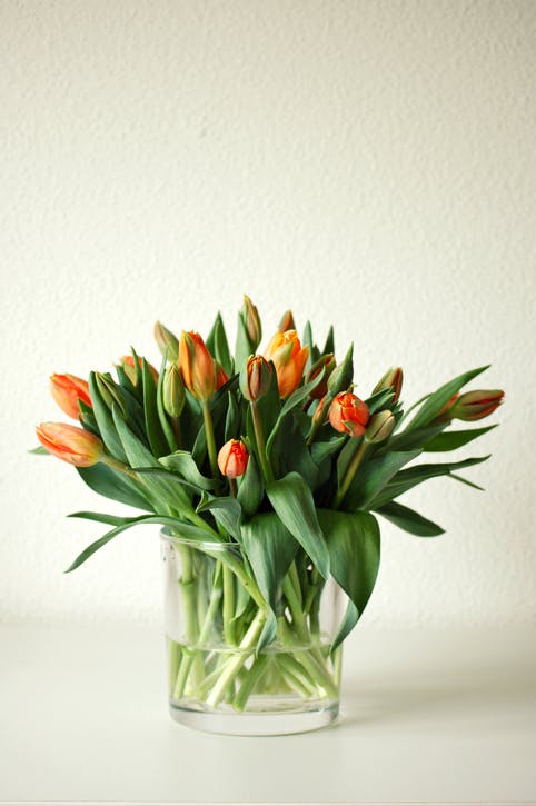 Tulipaner som holder lenge