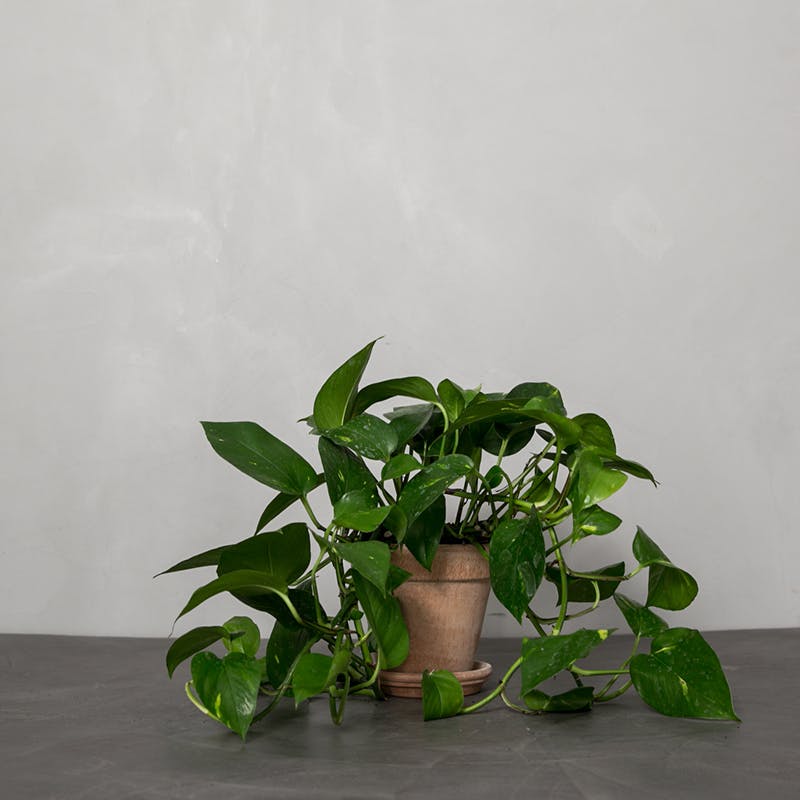 Gullranke - Scindapsus aureus