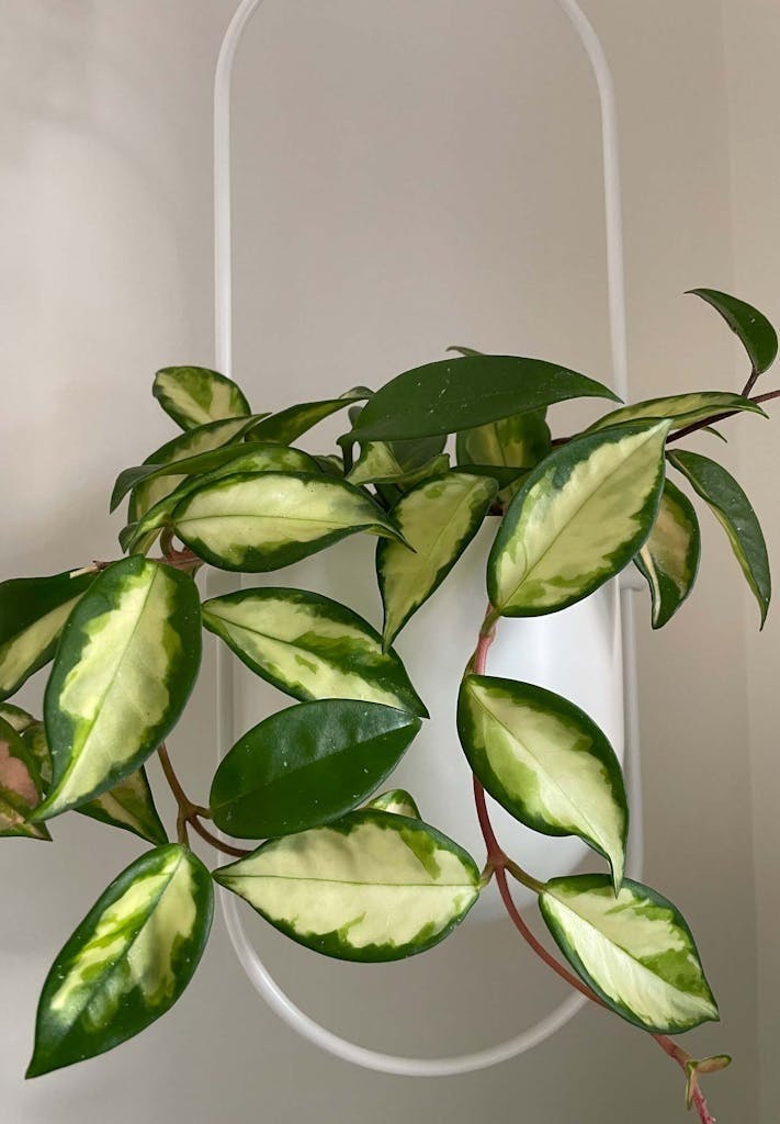 haengeplante-innendørs