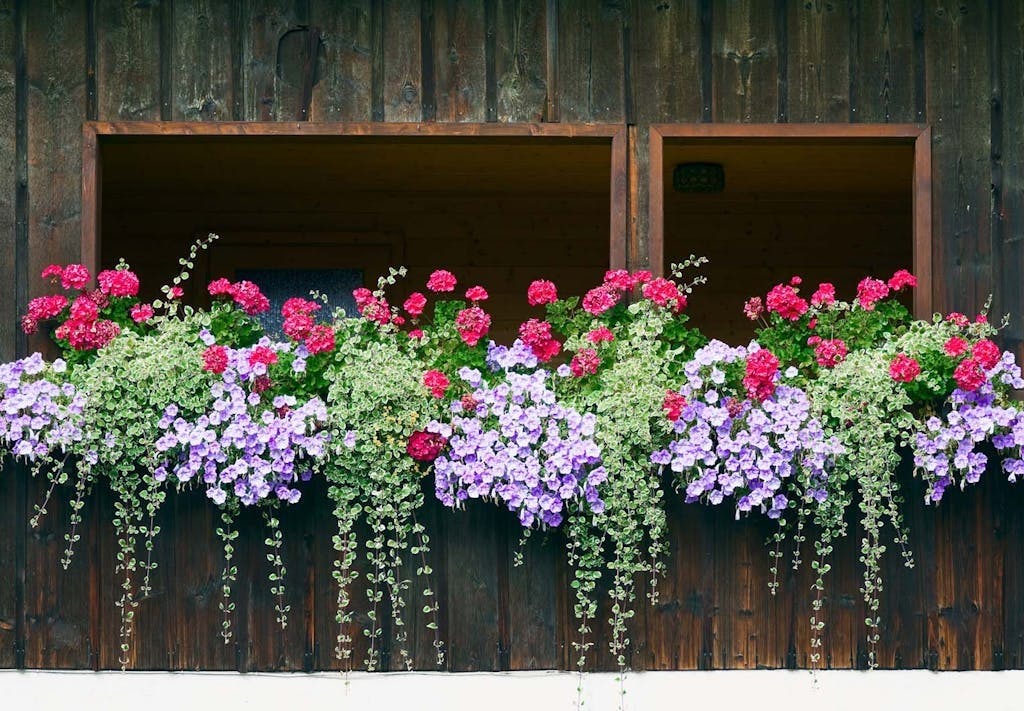 haengeplanter-utendoers