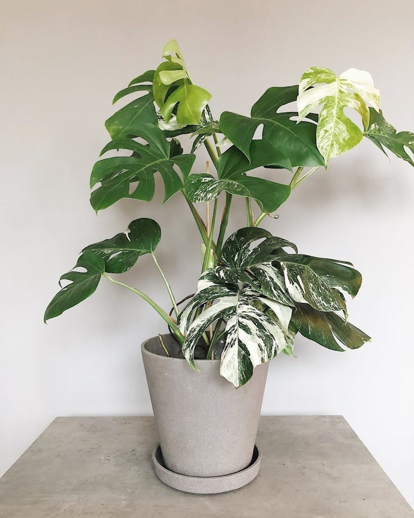 monstera slik lykkes du