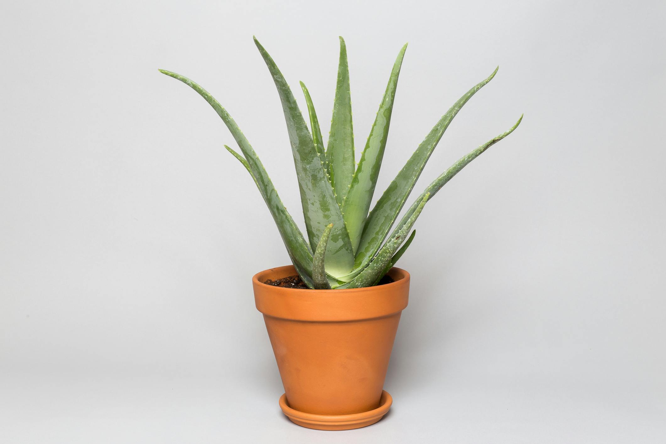 Aloe Vera plante