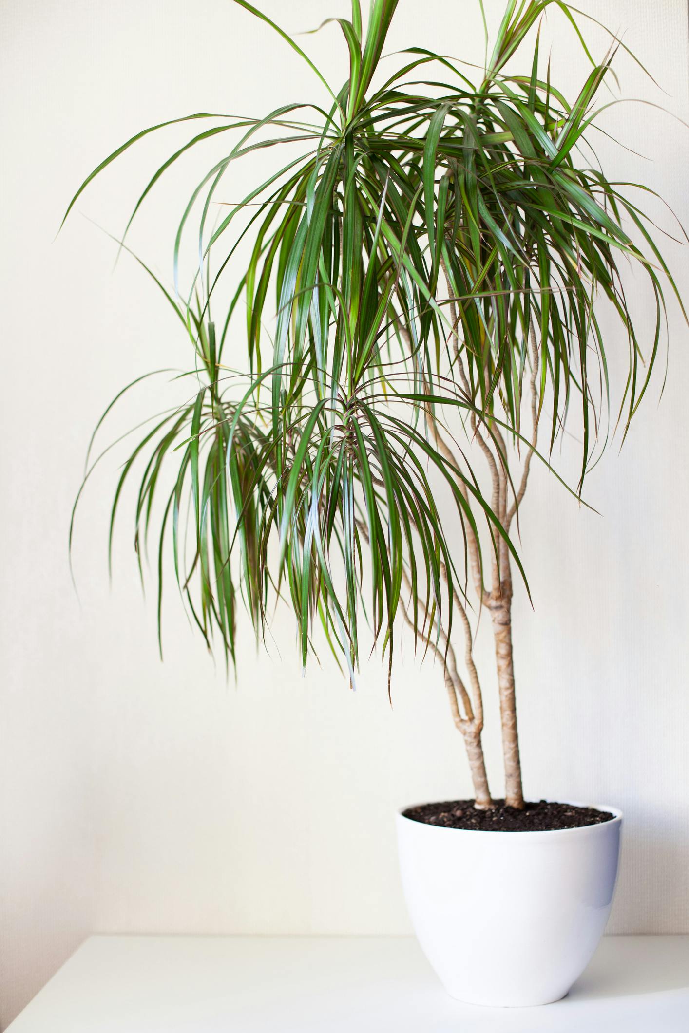 fine planter Dracaena Marginata