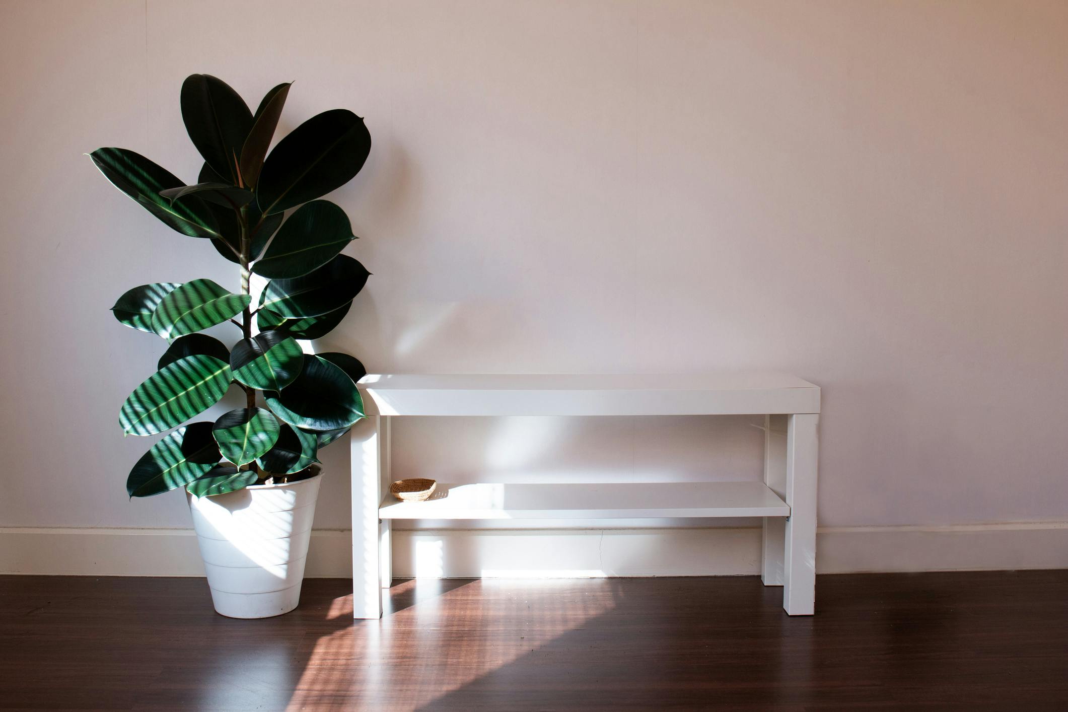 enkle planter Ficus Elastica