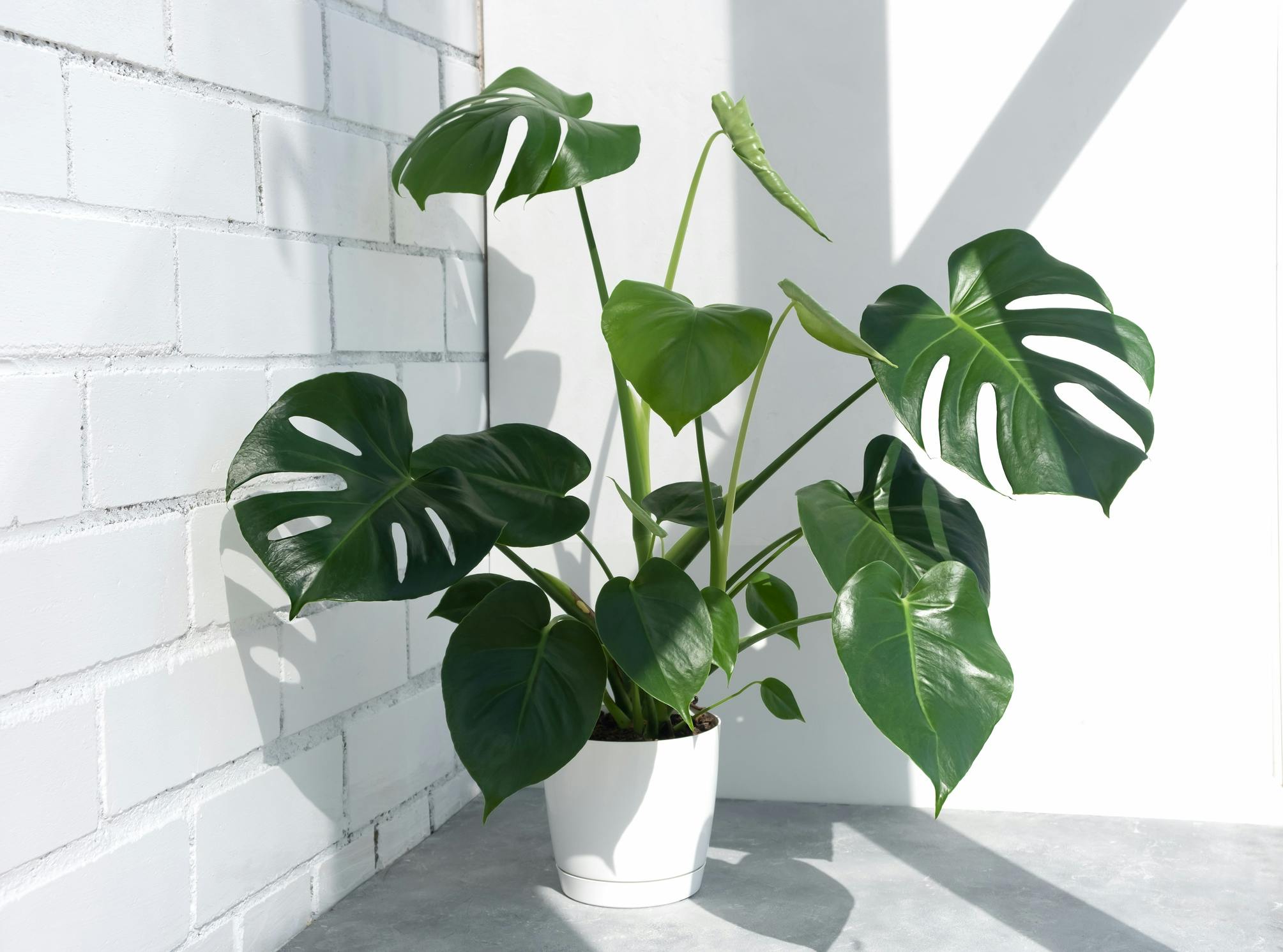 Nemme planter Monstera Deliciosa