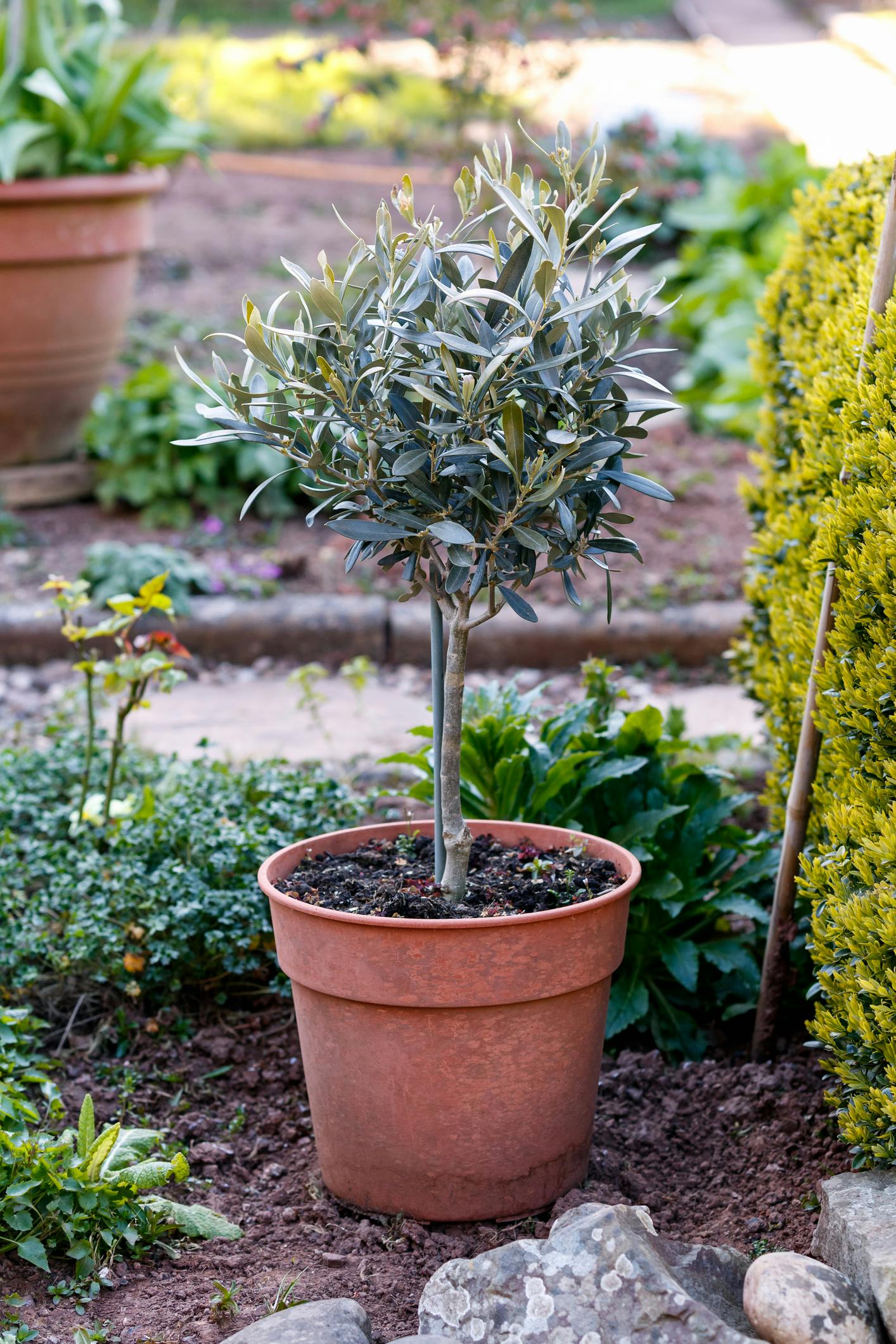 Nemme planter Olea Europaea