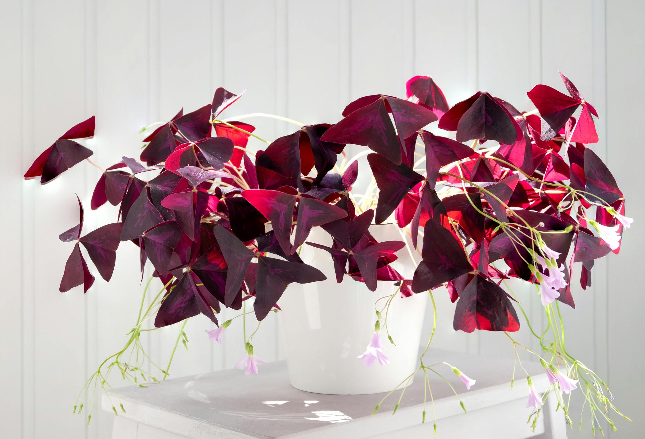 enkle planter Oxalis Triangularis