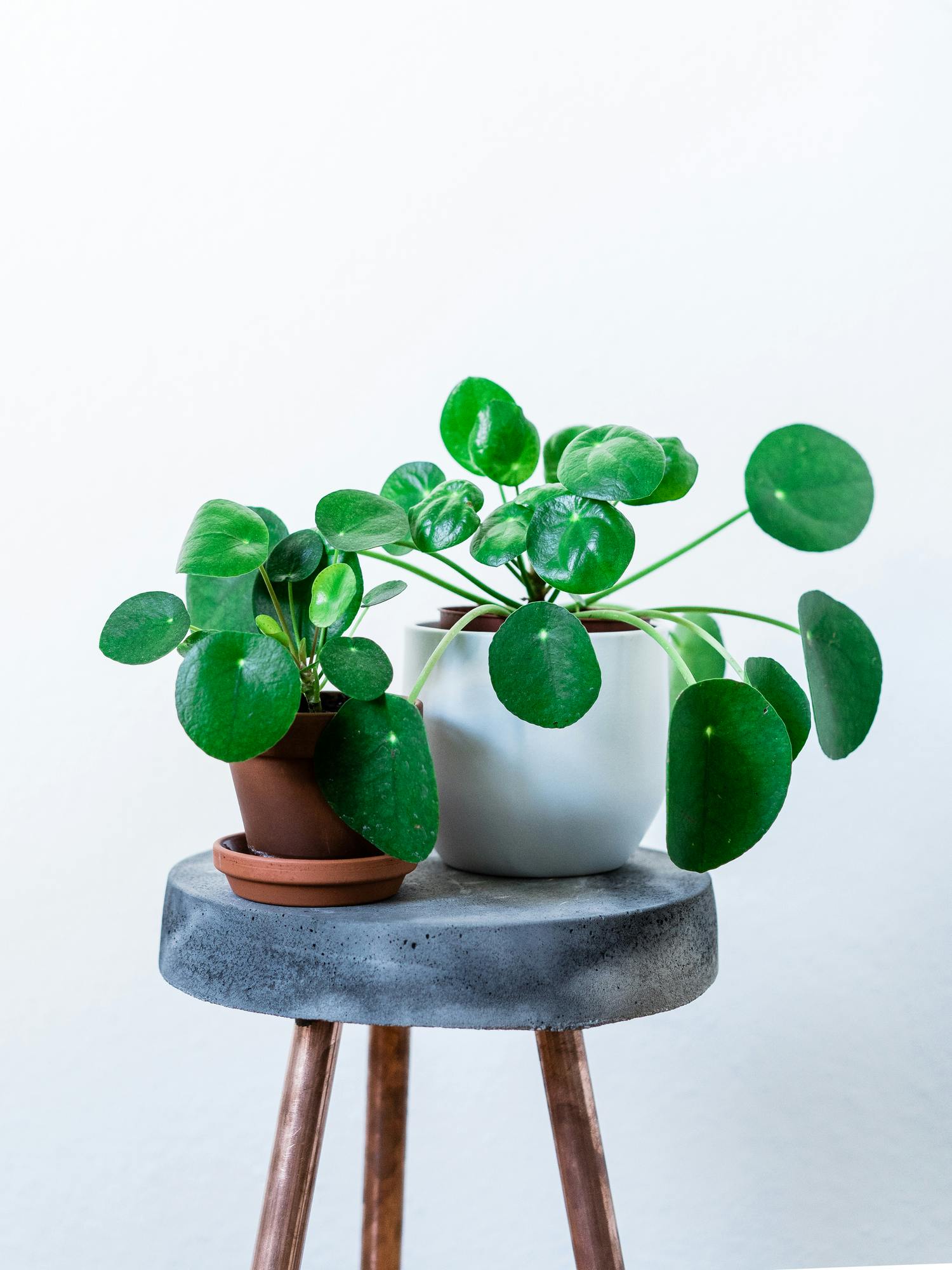 enkle planter Pilea Peperomioides