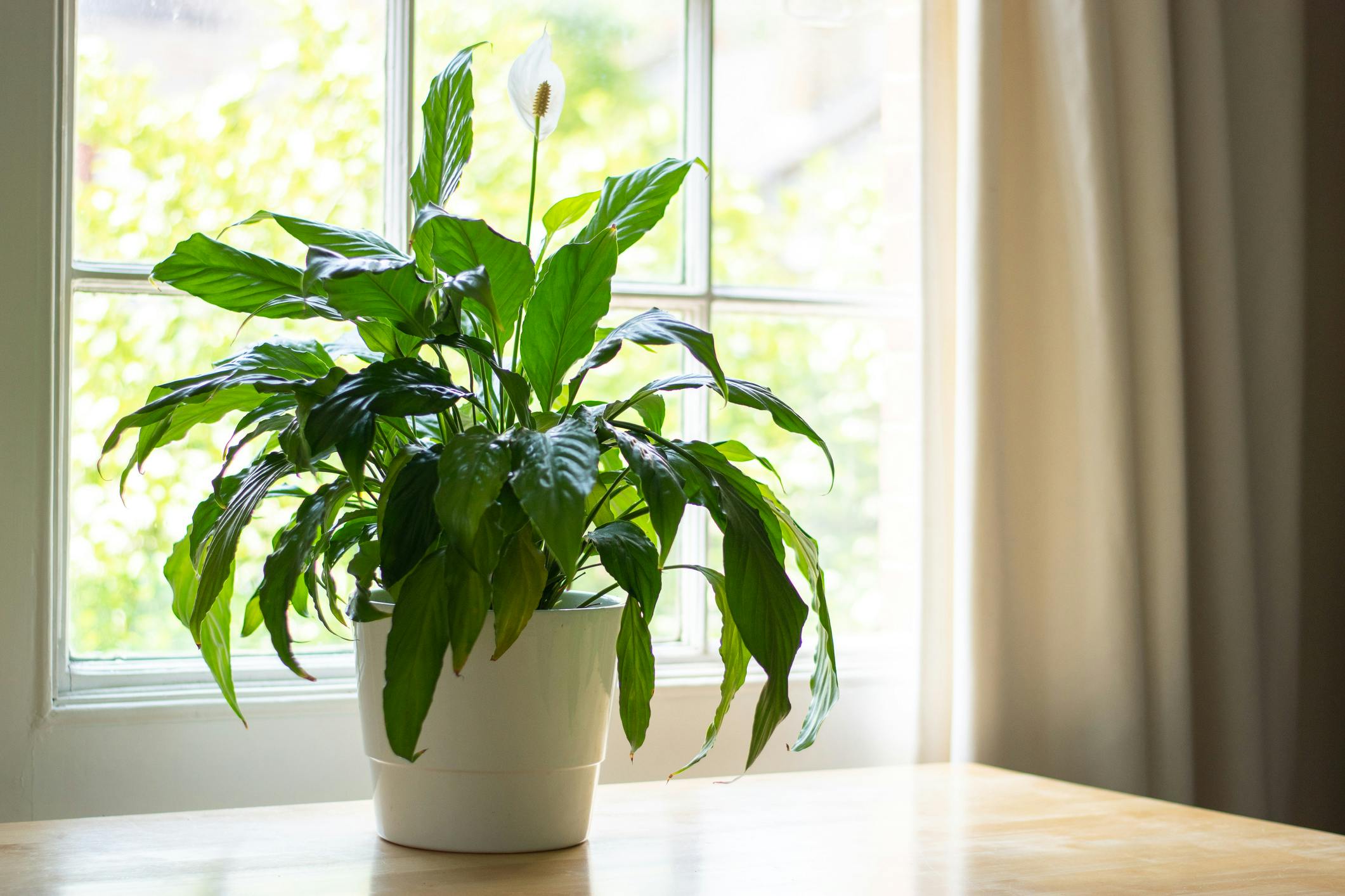 Nemme planter Spathiphyllum Wallisii