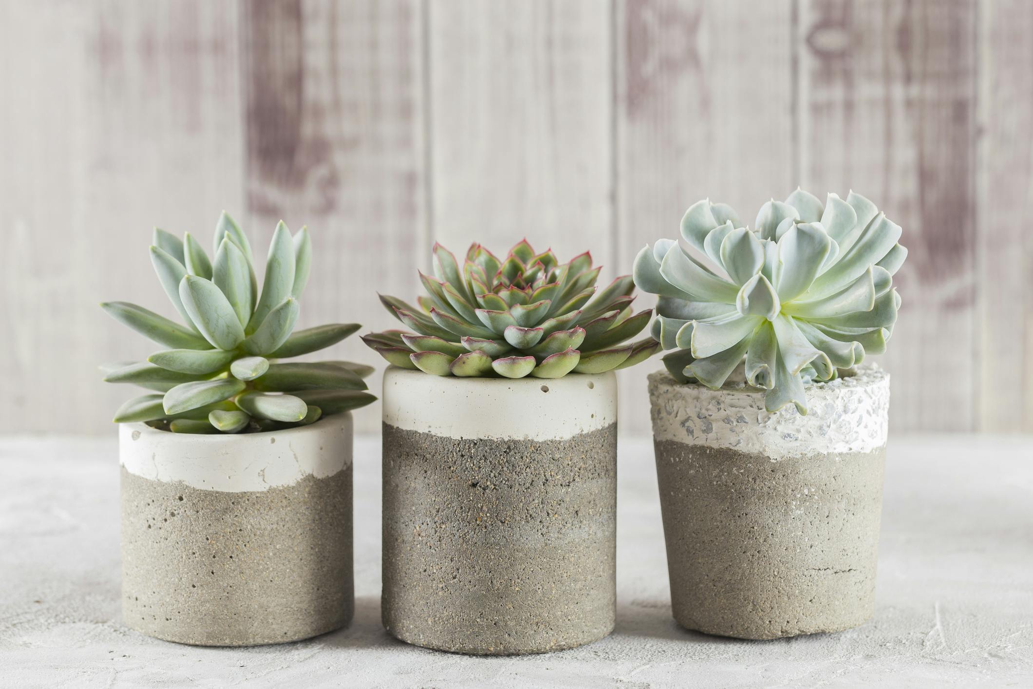 enkle planter vedlikehold Succulent plant