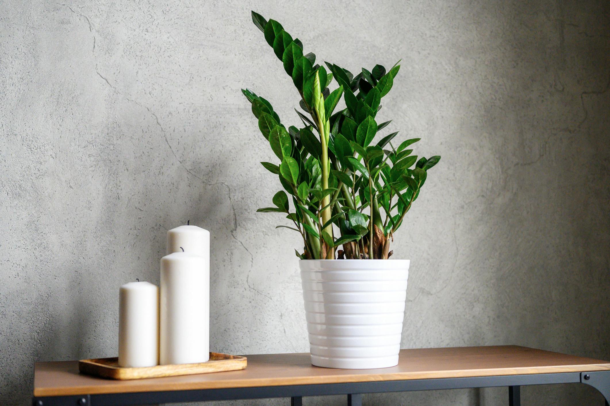 enkle planter zz planten
