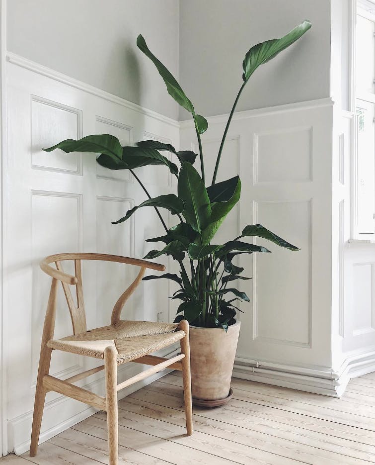 plante wuK240OcjRfPd Lh