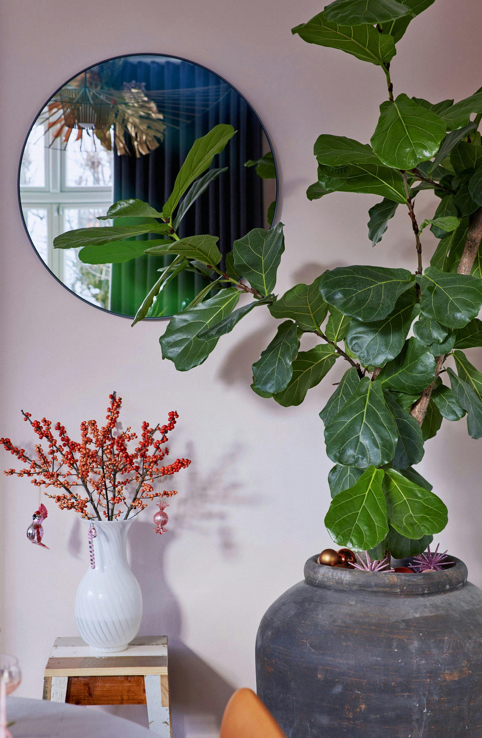 Fiolinfiken i spisestuen