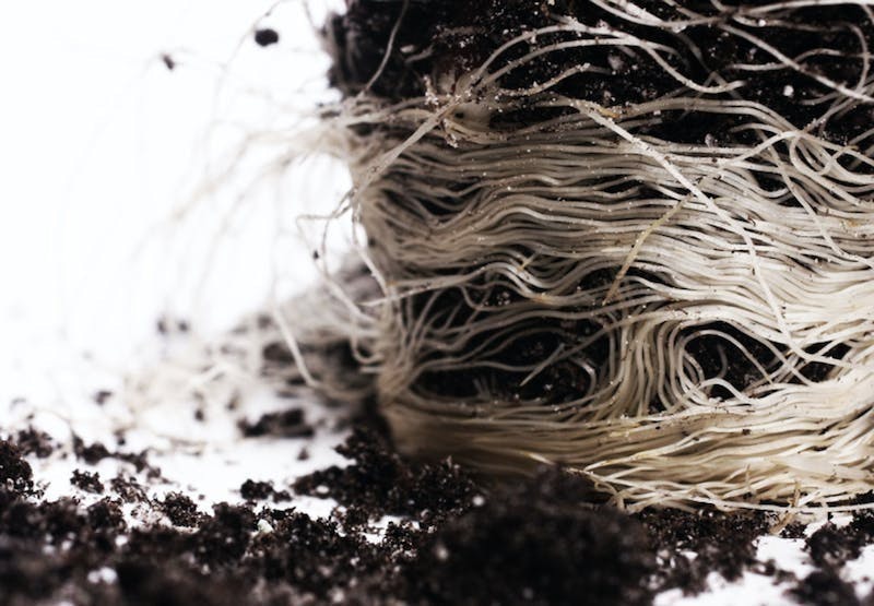 omplante pptteplante omplante pptteplante