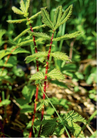 Mjødurten – Nordens vanilje! Mjødurt kalles Nordens vanilje