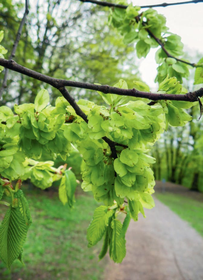Almenøtter bobler i stekepannen almenøtter fra almetreet